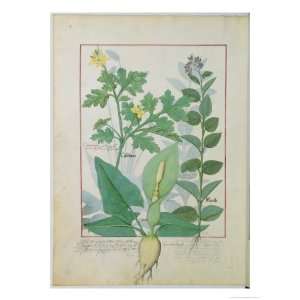 Greater Celandine or Poppy, Solanum or Nightshade, and Aron, the Book 