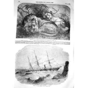  1856 BABYLONIAN LIONS SHIP WRECK STEAMER CAZADOR