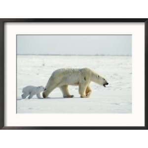  A polar bear and her three month old cub walk across the 
