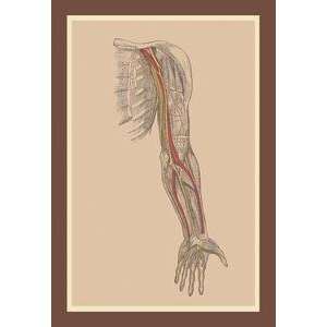 Vintage Art Spinal Nerves   11891 1