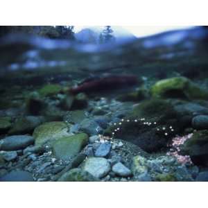  Split Level View of Underwater, Clayoquot Sound, Vancouver 
