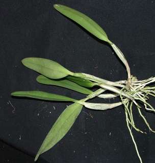 Cattleya lueddemanniana Infierno Cross Plant Species 6 Growth Division