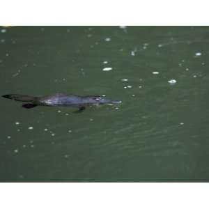  Duck Billed Platypus, Ornithorhynchus Anatinus, Swimming 