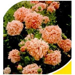  Pink Afgan Somniferum Poppy 250 Seeds   From Holland 