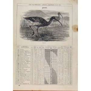    London Almanack June 1886 Curlew Bird Antique Print