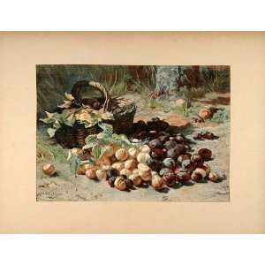 1896 Print Dutch Still Life Plums Geraldine Bakhuyzen   Original 