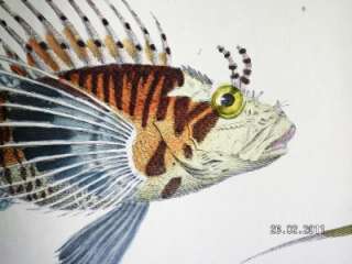 Sea Fish Scorpena Chaetodon Chimaera Vintage Print  