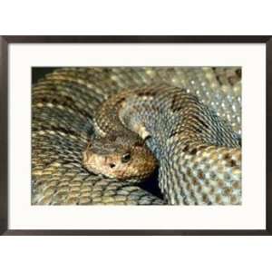  A close portrait of an endangered Aruba Island rattlesnake 
