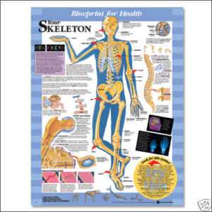 Kids Skeletal System Laminated Chart 20x26  