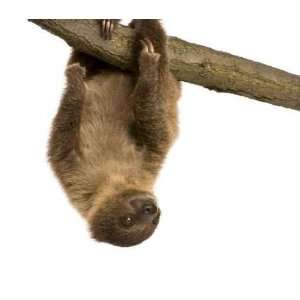 Baby Two toed Sloth (4 Months)   Choloepus Didactylus   Peel and Stick 