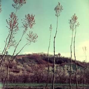 Slender Trees in Bloom in Front of a Hilly Landscape During Spring 
