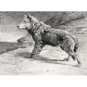  Wolf on the Prowl Etching Dicksee, Herbert Animals, Dogs 