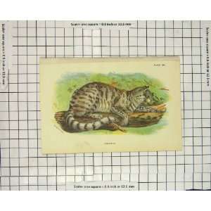    Antique Colour Print Colocolo Wild Cat Animal