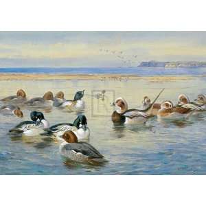  Goldeneye and Longtail by Archibald Thorburn. size 24 