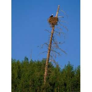  A View of an American Bald Eagles Nest National Geographic 