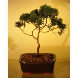   Hinoki Cypress Bonsai Tree   Medium chamecyparis obtusa compacta