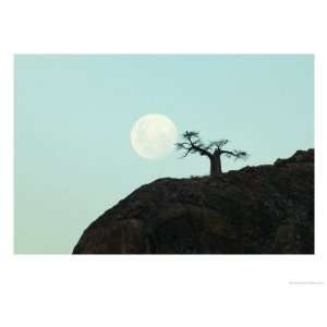  Baobab Tree on Mmamagwa Hill at Moonrise, Northern Tuli 