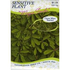  Sensitive Plant Patio, Lawn & Garden