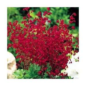  Red Coral Bells