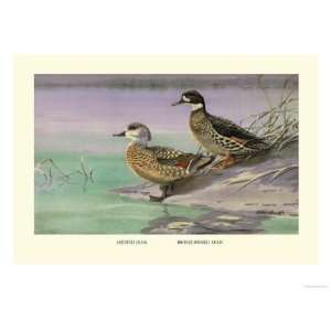 Crested and Bronze Winged Ducks Giclee Poster Print by Allan Brooks 