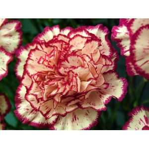  Rendezvous Carnation (Dianthus) Seed Pack Patio, Lawn 