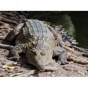 Saltwater Crocodile, Northern Territory, Australia, Pacific 