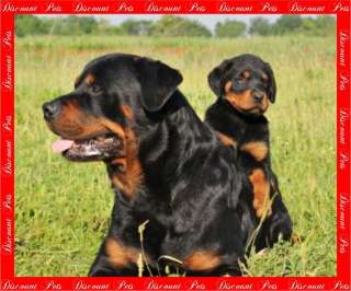 ROTTWEILER ROTTY EXCLUSIVE LEATHER DOG HARNESS  