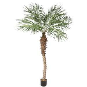  6 Potted Phoenix Palm Tree X 15 W/545 Leaves