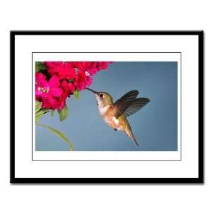    Large Framed Print Female Rufous Hummingbird 