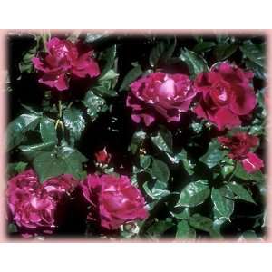  Intrigue (Rosa Floribunda)   Bare Root Rose Patio, Lawn 