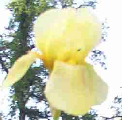 Yellow Bearded Iris bare root rhizomes, iris bulb, flower plant 