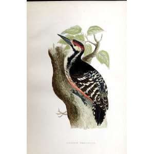  LilfordS Woodpecker Bree H/C 1875 Old Prints Birds