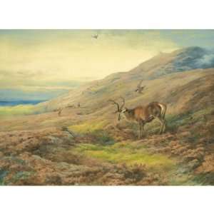   Archibald Thorburn   24 x 24 inches   In The Highla