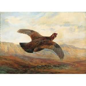   Archibald Thorburn   24 x 18 inches   A Red Grouse 