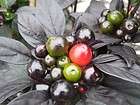 Black Pearl Hot Pepper   4 Plants   Ornamental/Edible  