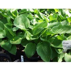  Hyacint Hosta (Hosta fortunei Hyacinthina) Patio, Lawn 