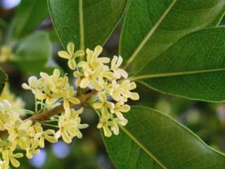   is a very intensely fragrant hardy plant the floral scent of the