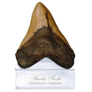  Megalodon Tooth Toys & Games
