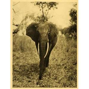 1935 Print Congo Elephant Ituri Forest Rainforest Zaire Tusks Mammal 