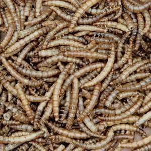  Homestead 3.5oz Dried Mealworms Patio, Lawn & Garden