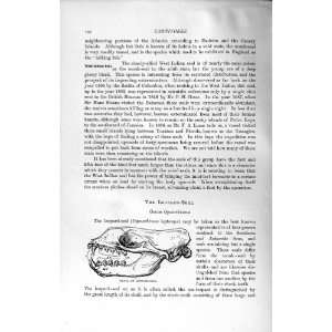  NATURAL HISTORY 1894 SKULL LEOPARD SEAL CARNIVORE