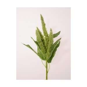  AMARANTHUS SPRAY *****