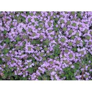  1000 THYME Common, English, German, French, Garden, or 