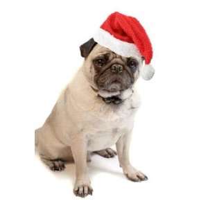  Fawn Colored Pug with Santa Hat   Peel and Stick Wall 