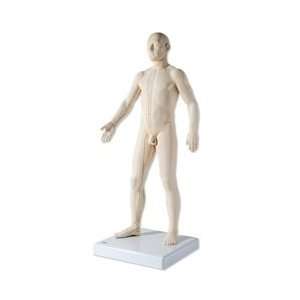  High Quality Acupuncture Model, 28 inches 