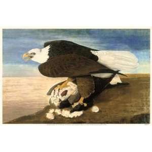  John Woodhouse Audubon   Bald Eagle W Goose Canvas