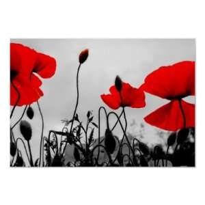  Red Poppies in the Field Poster Print