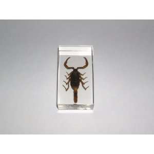  Real Insect Paperweight   Golden Scorpion (ST3201) Office 