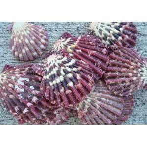  Cloak Scallops (Pecten Pallium)   20 pcs. 