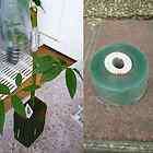 Grafting Plant Repair Stretchable Clear Tape Floristry 25mm x 100m